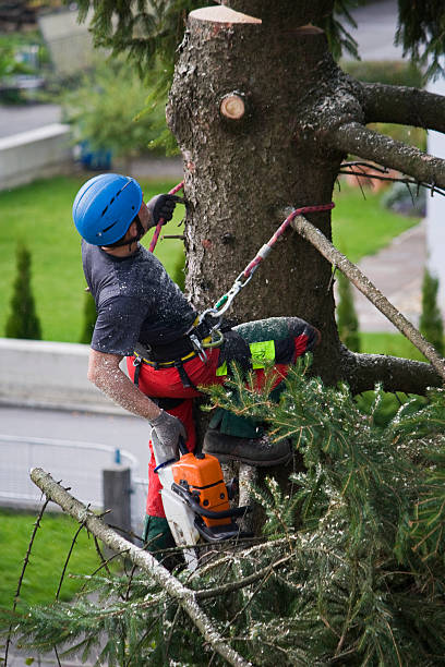 Best Tree Preservation Services  in Independence, KY